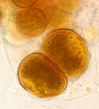 Image of Synchytrium succisae de Bary & Woronin 1865