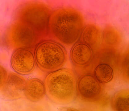 Image of Synchytrium succisae de Bary & Woronin 1865