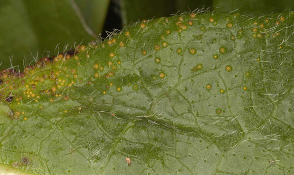 Image of Synchytrium succisae de Bary & Woronin 1865