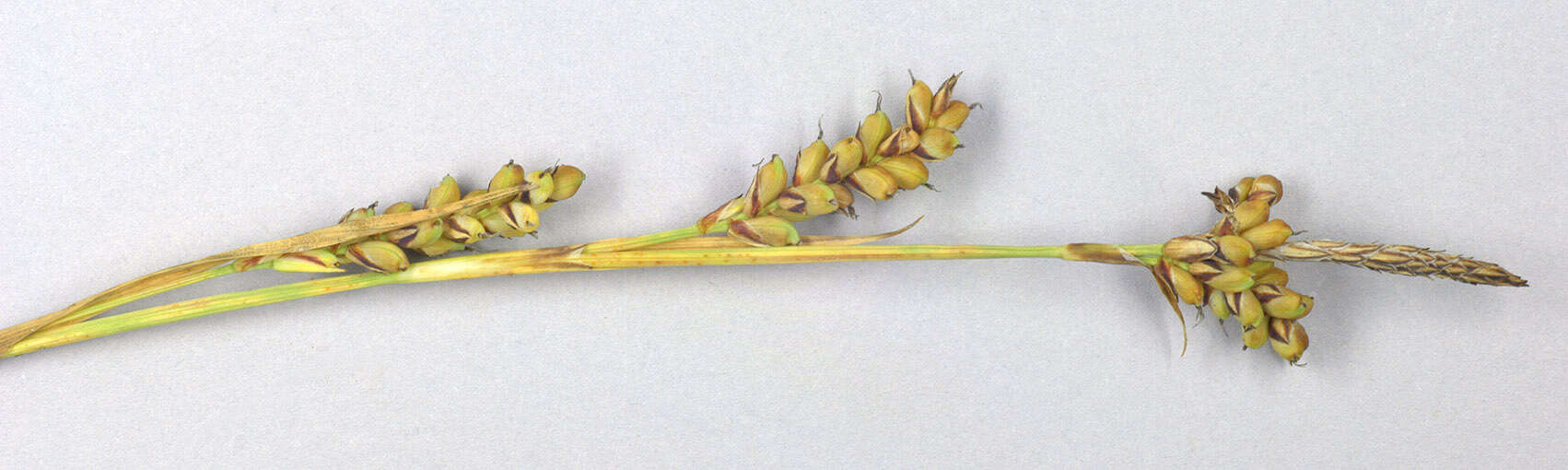 Image of carnation sedge