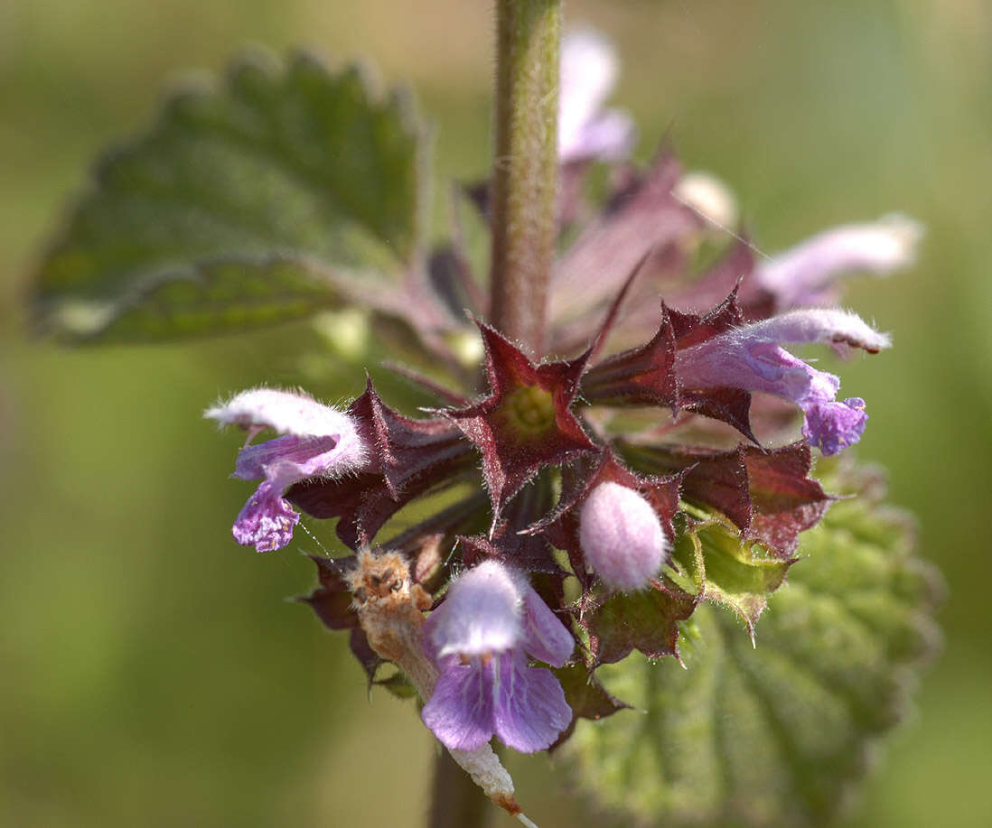 Image of black horehound