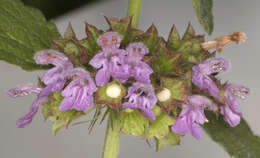 Image of black horehound