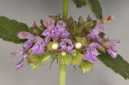 Image of black horehound