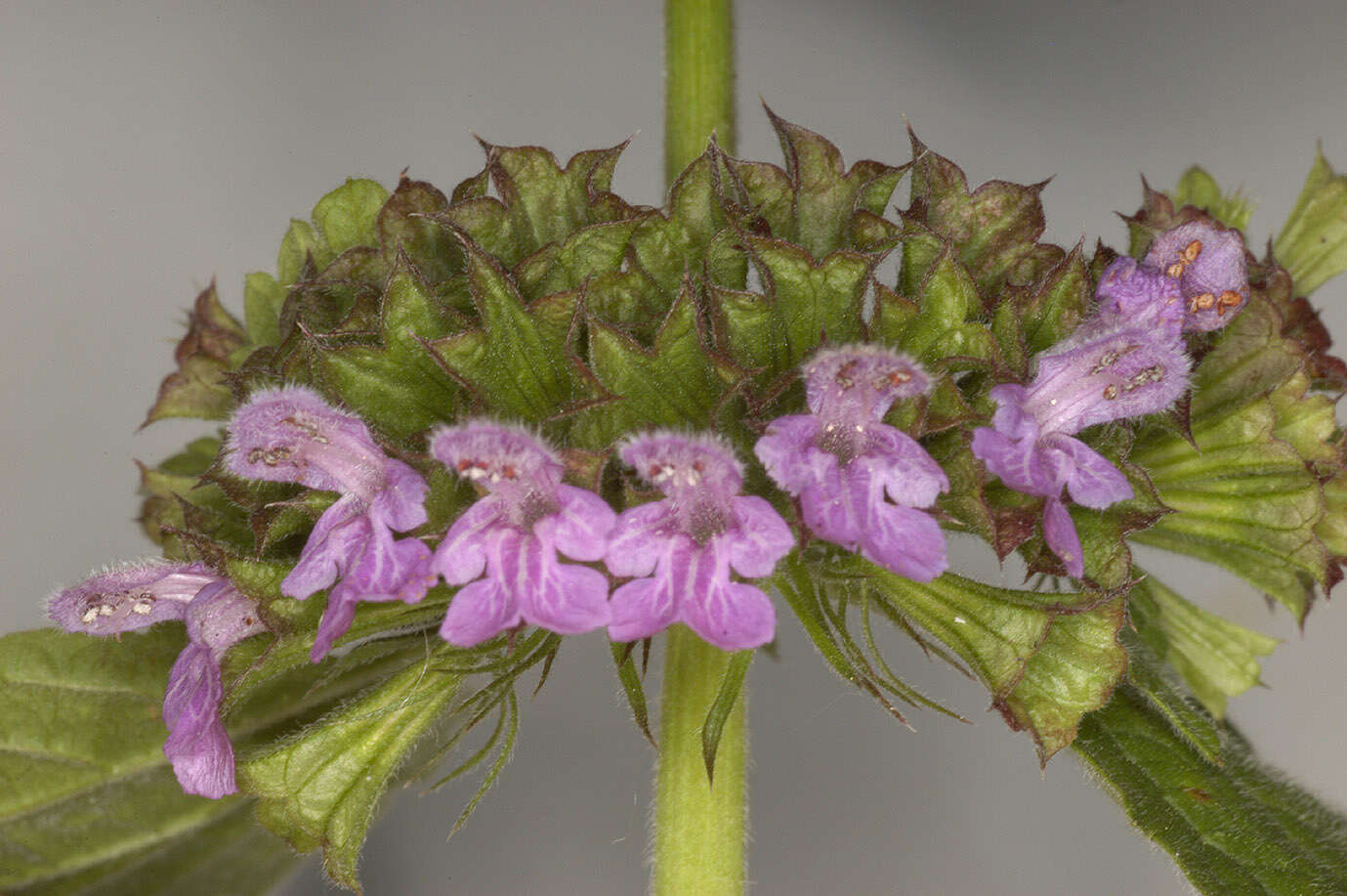 Image of black horehound