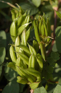 Image of licorice milkvetch