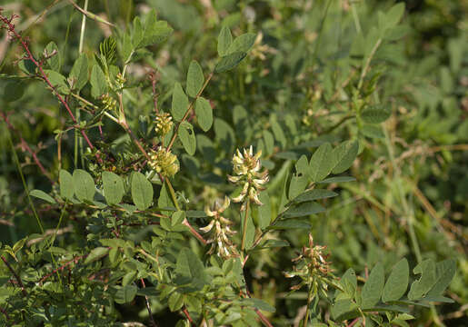 Image of licorice milkvetch