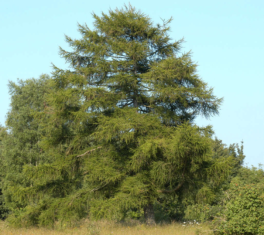 Image of European Larch