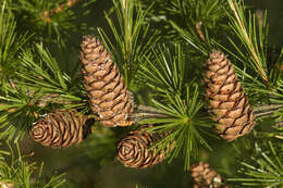 Image of European Larch