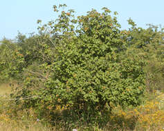 Image of Wayfaring-tree