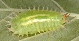 Image of Cassida (Odontionycha) viridis Linnaeus 1758