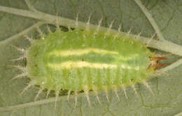 Image of Cassida (Odontionycha) viridis Linnaeus 1758