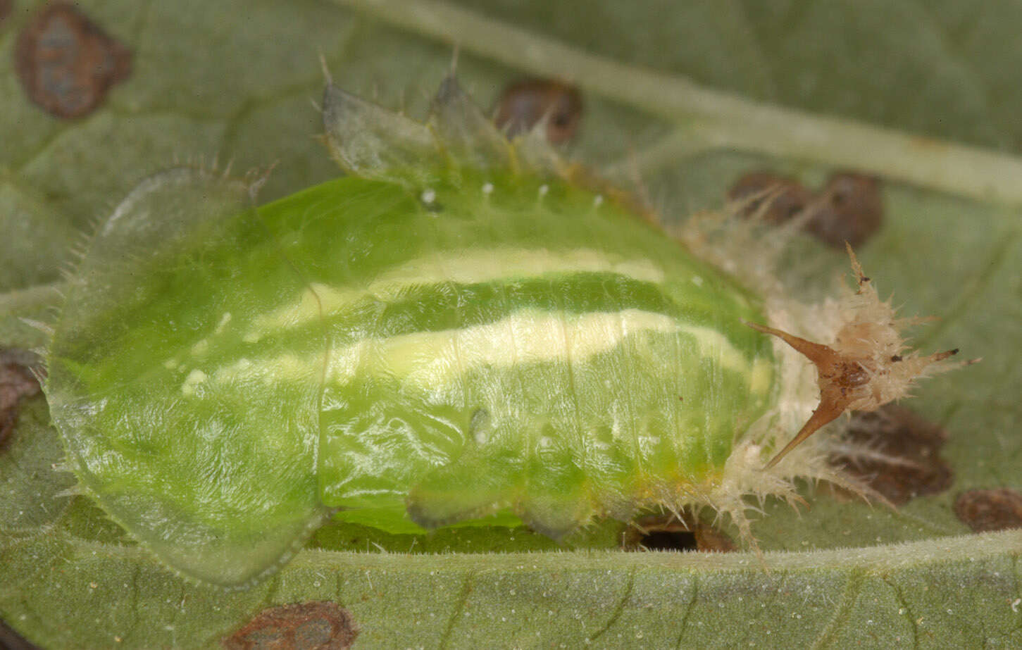 Cassida (Odontionycha) viridis Linnaeus 1758 resmi