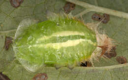 Sivun isokilpikuoriainen kuva