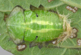 Cassida (Odontionycha) viridis Linnaeus 1758 resmi