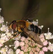 Image of Leucozona glaucia (Linnaeus 1758)