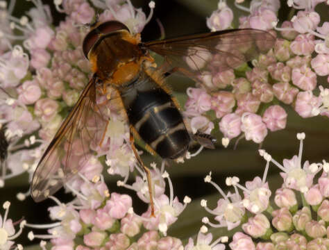 Image of Pale-saddled Leucozona