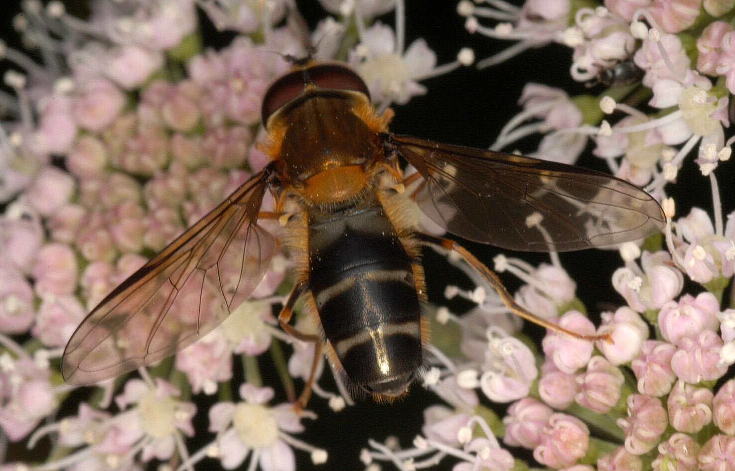 Image of Leucozona glaucia (Linnaeus 1758)