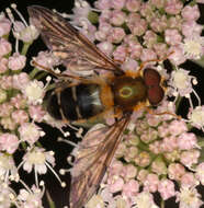 Image of Leucozona glaucia (Linnaeus 1758)