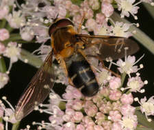 Image of Leucozona glaucia (Linnaeus 1758)