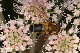 Image of Leucozona glaucia (Linnaeus 1758)