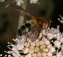 Image of Leucozona glaucia (Linnaeus 1758)