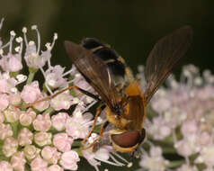 Image of Leucozona glaucia (Linnaeus 1758)