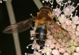 Image of Leucozona glaucia (Linnaeus 1758)