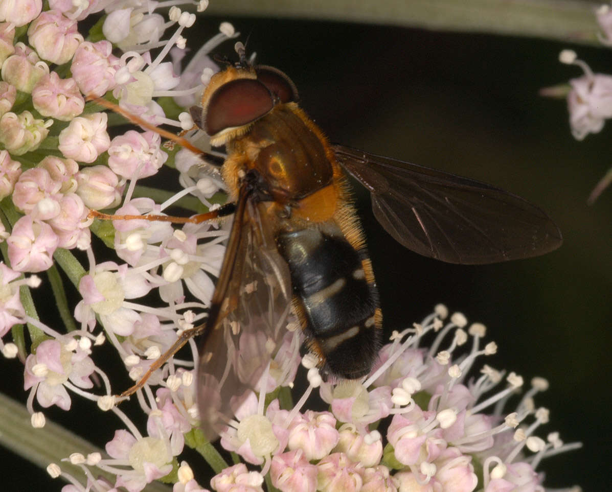 Image of Leucozona glaucia (Linnaeus 1758)