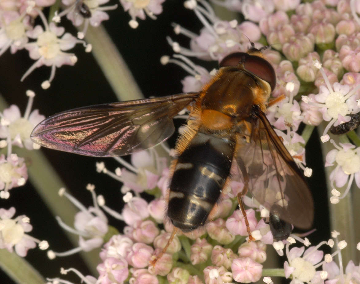 Image of Leucozona glaucia (Linnaeus 1758)