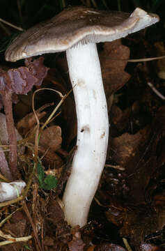 Image of Tricholoma scalpturatum (Fr.) Quél. 1872