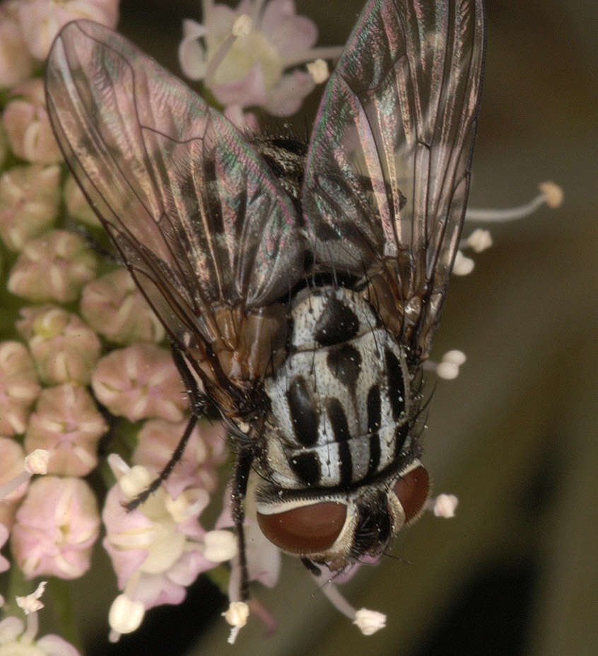 Image of House fly