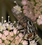 Image of House fly