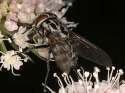 Image of House fly