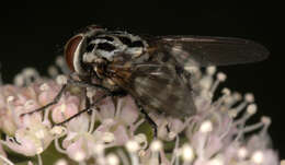 Image of House fly