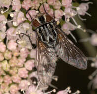 Image of House fly