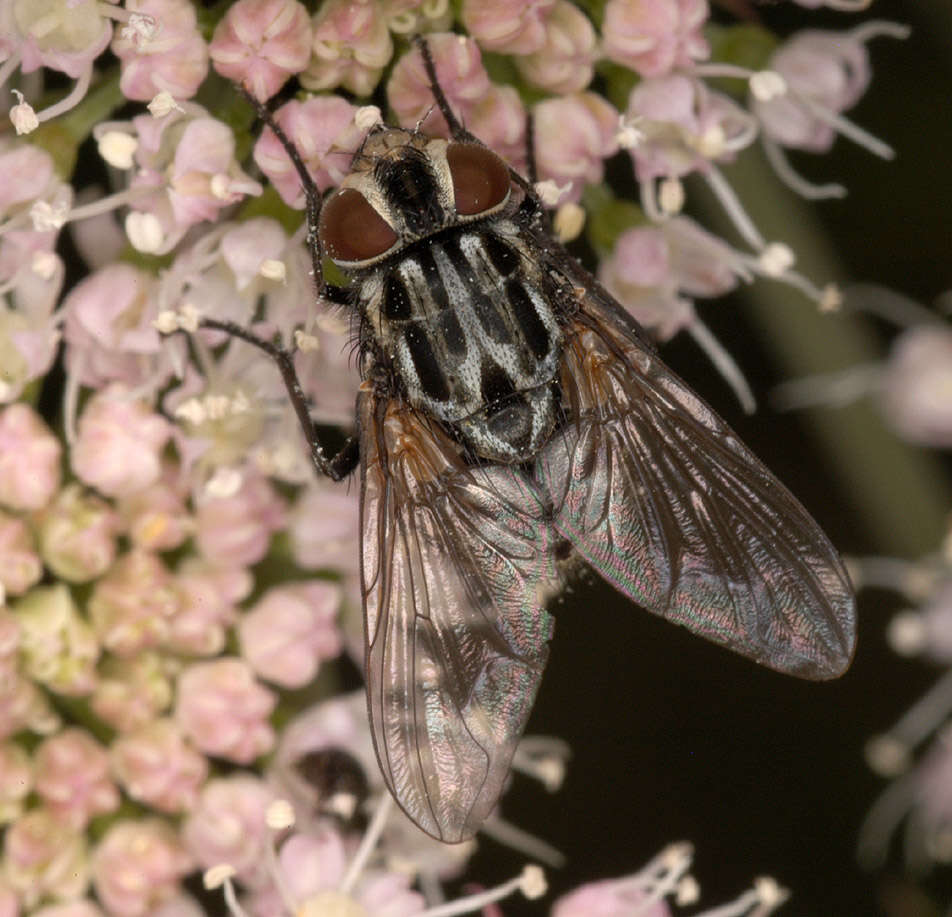 Image of House fly