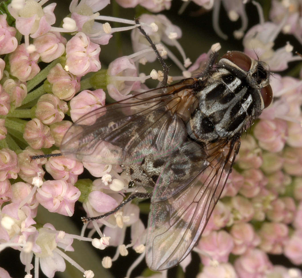 Image of House fly