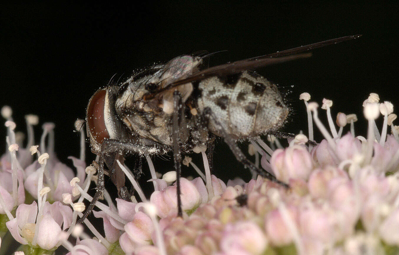 Image of House fly