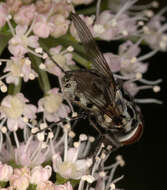 Image of House fly