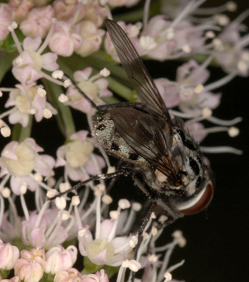 Image of House fly