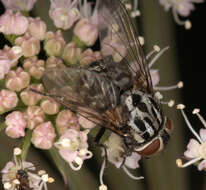 Sivun Graphomya maculata (Scopoli 1763) kuva