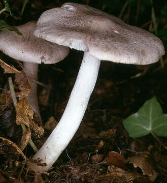 Image of Tricholoma scalpturatum (Fr.) Quél. 1872