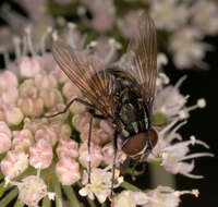 Sivun Graphomya maculata (Scopoli 1763) kuva