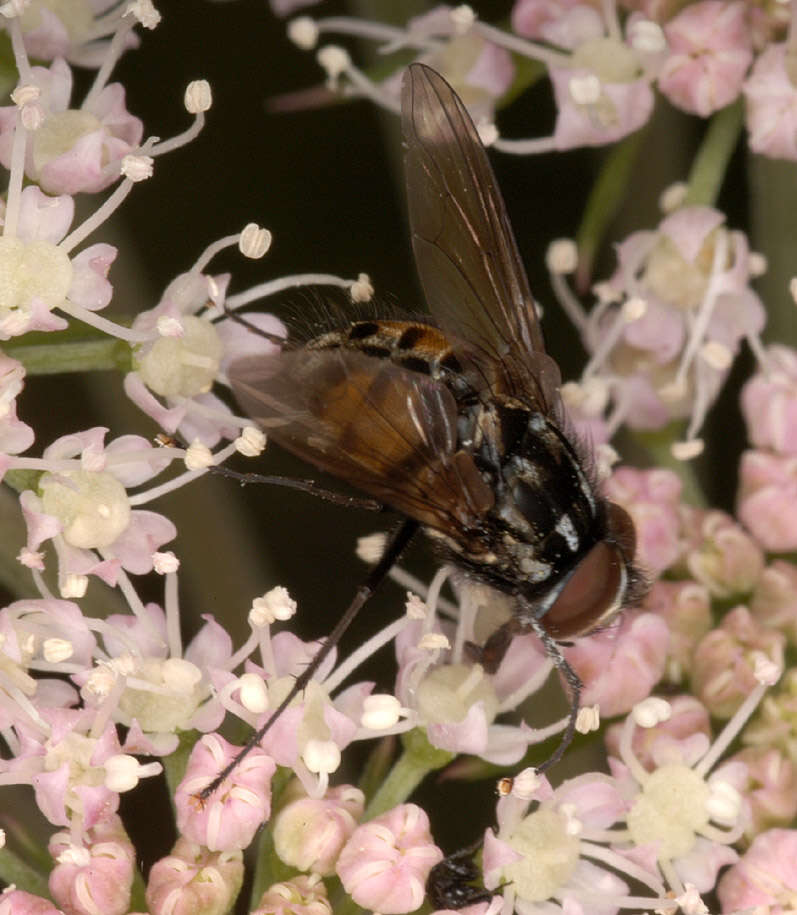 Sivun Graphomya maculata (Scopoli 1763) kuva