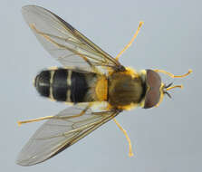 Image of Leucozona glaucia (Linnaeus 1758)