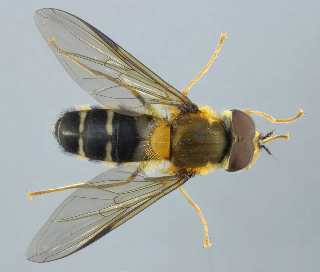 Image of Leucozona glaucia (Linnaeus 1758)