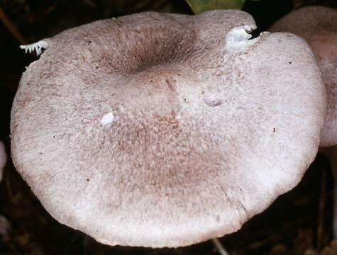 Image of Tricholoma scalpturatum (Fr.) Quél. 1872