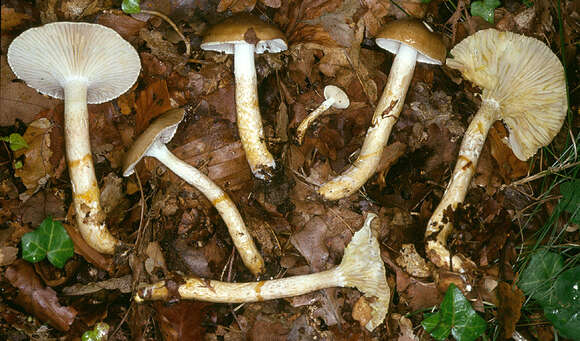 Image of Hygrophorus persoonii Arnolds 1979