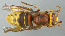 Image of Hornet