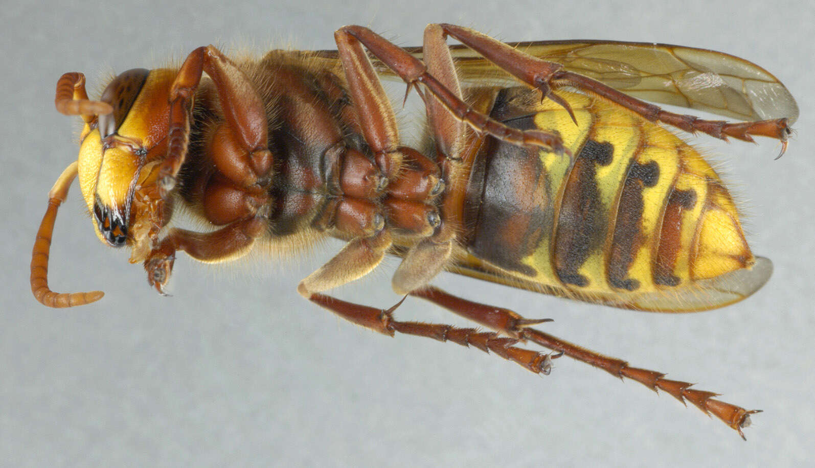 Image of Hornet